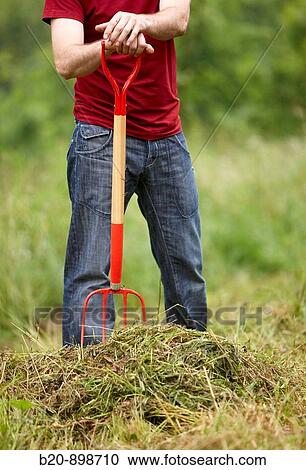 Man collecting cut grass with pitchfork, hand tool, farming, Guipuzcoa, Basque Country, Spain View Large Photo Image Stock Image - Man collecting cut grass with pitchfork, hand tool, farming, Guipuzcoa, Basque Country, Spain. Fotosearch