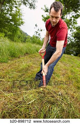 Man collecting cut grass with pitchfork, hand tool, farming, Guipuzcoa, Basque Country, Spain View Large Photo Image Stock Image - Man collecting cut grass with pitchfork, hand tool, farming, Guipuzcoa, Basque Country, Spain. Fotosearch