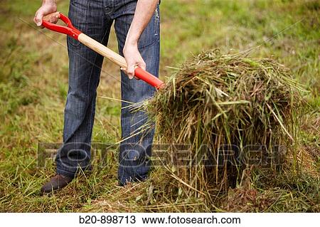 Man collecting cut grass with pitchfork, hand tool, farming, Guipuzcoa, Basque Country, Spain View Large Photo Image Stock Image - Man collecting cut grass with pitchfork, hand tool, farming, Guipuzcoa, Basque Country, Spain. Fotosearch