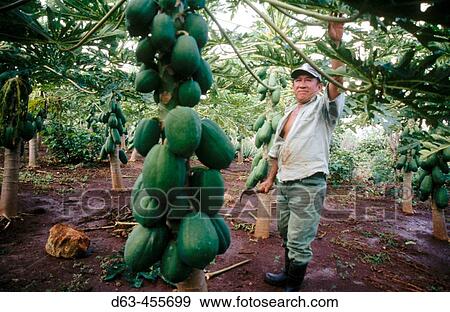Man cultivating Papaya. Yucatan. Mexico. View Large Photo Image Stock Photo - Man cultivating Papaya. Yucatan. Mexico.. Fotosearch