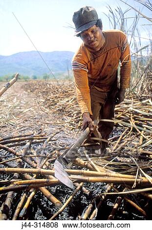 Man cutting sugar cane in field View Large Photo Image Stock Photo - Man cutting sugar cane in field. Fotosearch
