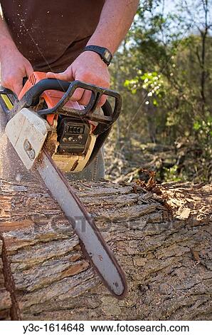 Man cutting tree log with chainsaw View Large Photo Image Stock Photo - Man cutting tree log with chainsaw. Fotosearch