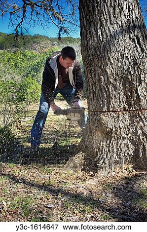 Man felling an oak tree View Large Photo Image Stock Photo - Man felling an oak tree. Fotosearch