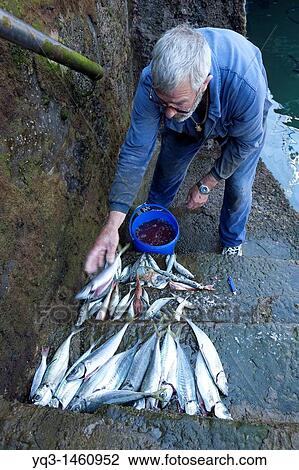 Man gutting fish at port, Castro Urdiales, Cantabria, Spain View Large Photo Image Stock Image - Man gutting fish at port, Castro Urdiales, Cantabria, Spain. Fotosearch