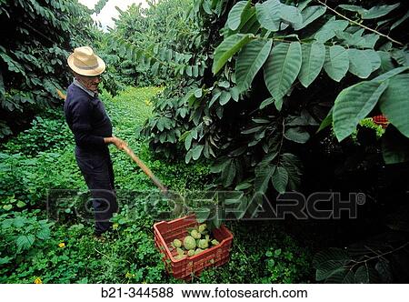 Man harvesting custard apples at orchard. Almu? car, Granada province. Spain View Large Photo Image Stock Photo - Man harvesting custard apples at orchard. Almu? car, Granada province. Spain. Fotosearch