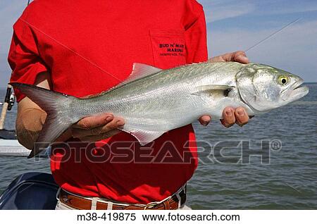 Man holding a Blue Fish in Islamorada, Florida. USA. December 2004. View Large Photo Image Stock Photography - Man holding a Blue Fish in Islamorada, Florida. USA. December 2004.. Fotosearch