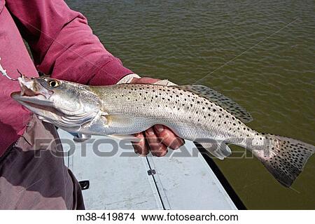 Man holding a Sea Trout in Islamorada, Florida. USA. December 2004. View Large Photo Image Picture - Man holding a Sea Trout in Islamorada, Florida. USA. December 2004.. Fotosearch