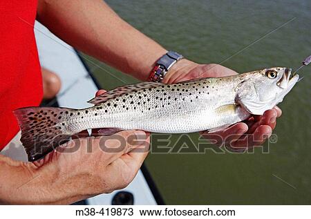 Man holding a Sea Trout in Islamorada, Florida. USA. December 2004. View Large Photo Image Stock Image - Man holding a Sea Trout in Islamorada, Florida. USA. December 2004.. Fotosearch