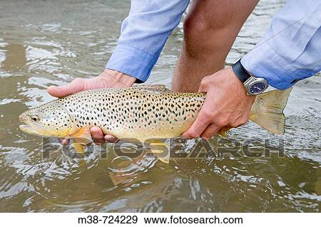 Stock Photo - Man holding brown trout, Bitteroot River, Montana, USA. Fotosearch