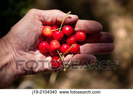Man holding cherries, Stockholm archipelago, Sweden View Large Photo Image Stock Image - Man holding cherries, Stockholm archipelago, Sweden. Fotosearch