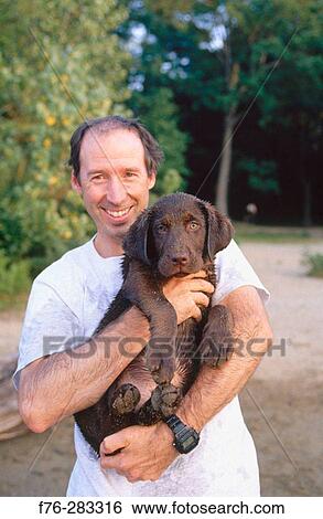 Man holding Chocolate Labrador Retriever puppy. Woburn, Massachusetts. USA View Large Photo Image Stock Photograph - Man holding Chocolate Labrador Retriever puppy. Woburn, Massachusetts. USA. Fotosearch