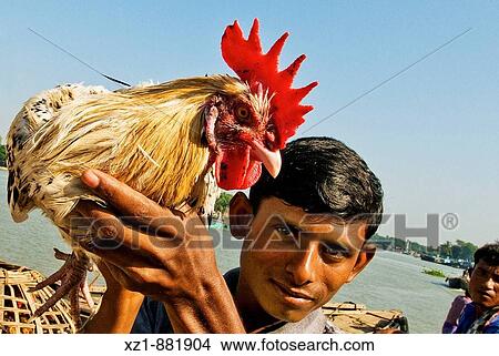 Man holding cock at port, Khulna, Bangladesh View Large Photo Image Picture - Man holding cock at port, Khulna, Bangladesh. Fotosearch