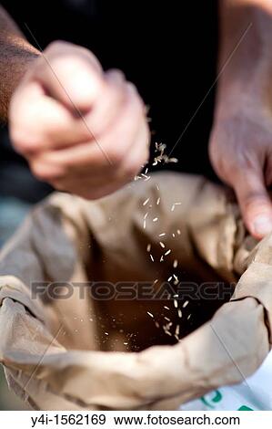Stock Photo - Man holding grass seeds in his hand France. Fotosearch
