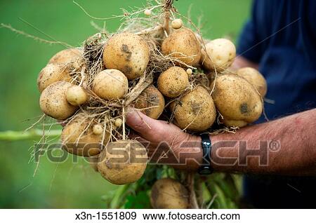Man holding pile of fresh harvested potatoes View Large Photo Image Stock Photo - Man holding pile of fresh harvested potatoes. Fotosearch
