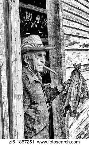 Man in front of tobacco farm house shed house in Pinar del Rio Province in rural Cuba Caribbean View Large Photo Image Stock Image - Man in front of tobacco farm house shed house in Pinar del Rio Province in rural Cuba Caribbean. Fotosearch