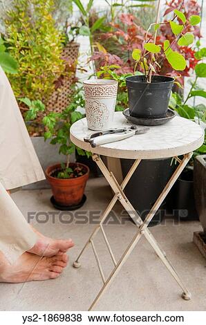 Man in greenhouse sitting by table and trimming plants View Large Photo Image Stock Photo - Man in greenhouse sitting by table and trimming plants. Fotosearch