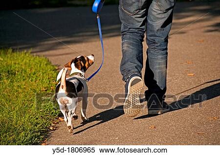 man in jeans walking out his little dog on a leash, dog looking with big attention to his owner View Large Photo Image Stock Photography - man in jeans walking out his little dog on a leash, dog looking with big attention to his owner. Fotosearch