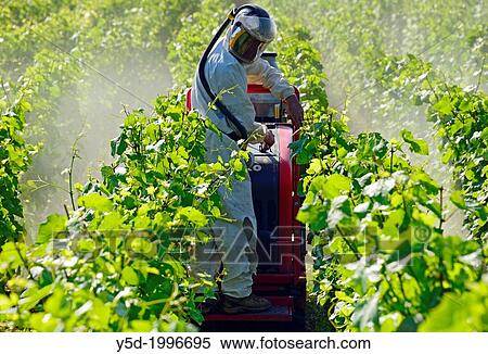 Man in protection clothes and mask spraying pesticide with help of agricultural machine in a vineyard, Beaune, Cote de Beaune, Cote d'Or, Burgundy, France. View Large Photo Image Stock Photography - Man in protection clothes and mask spraying pesticide with help of agricultural machine in a vineyard, Beaune, Cote de Beaune, Cote d'Or, Burgundy, France.. Fotosearch