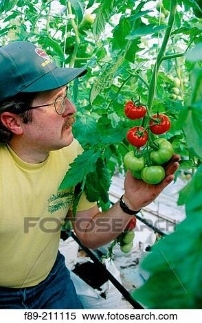 Stock Photography - Man inspects organic tomatoes (Lycopersion esculentum) ripening in greenhouse. Langley. British Columbia. Canada. Fotosearch