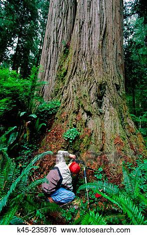 Man making a photograph of a redwood tree in Jedediah Smith State Park. California. USA View Large Photo Image Stock Photograph - Man making a photograph of a redwood tree in Jedediah Smith State Park. California. USA. Fotosearch