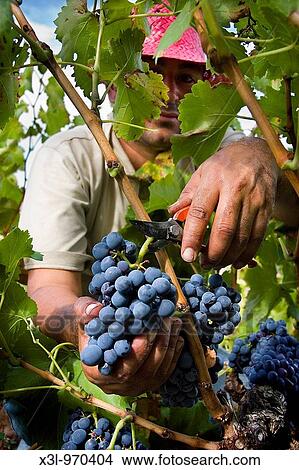 Man making vintage in Garnacha vineyard Navarra Spain View Large Photo Image Picture - Man making vintage in Garnacha vineyard Navarra Spain. Fotosearch