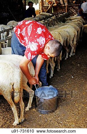 Stock Image - Man milking sheep. Maremma, Tuscany, Italy. Fotosearch