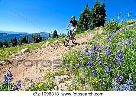 Man mountain biking The Elk Trail at Brundage Mountain Ski Resort near the town of McCall in the Salmon River Mountains of central Idaho USA View Large Photo Image Stock Photo - Man mountain biking The Elk Trail at Brundage Mountain Ski Resort near the town of McCall in the Salmon River Mountains of central Idaho USA. Fotosearch