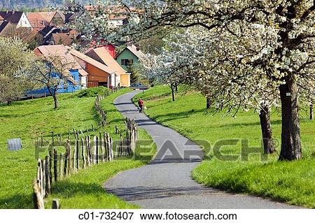 Man on country road lined with blooming apple trees and village, Alsace, France View Large Photo Image Stock Photo - Man on country road lined with blooming apple trees and village, Alsace, France. Fotosearch