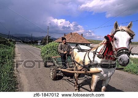 Man on horse drawn wagon with crops in Romania. View Large Photo Image Stock Image - Man on horse drawn wagon with crops in Romania.. Fotosearch
