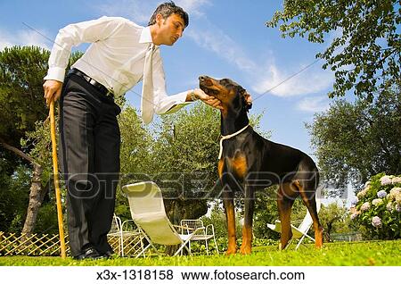 Man petting Doberman dog owner training obedience View Large Photo Image Stock Photo - Man petting Doberman dog owner training obedience. Fotosearch