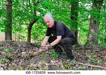 Stock Photo - Man picking fungy, Common morel fungus in Alsatian forest Morchella esculenta Alsace, France. Fotosearch