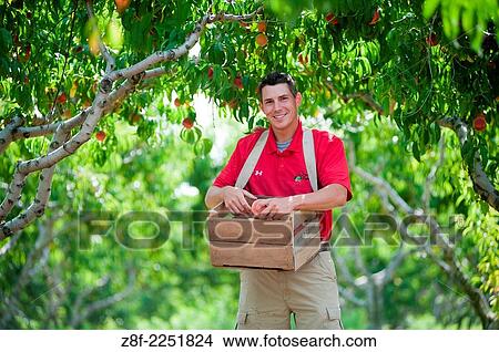 Picture - Man picking peaches on an orchard.. Fotosearch