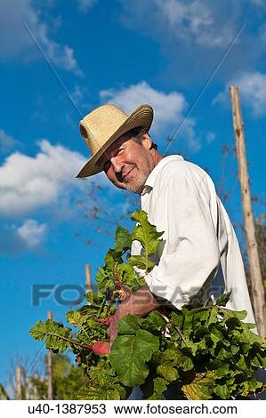 man picking radishes View Large Photo Image Stock Image - man picking radishes. Fotosearch