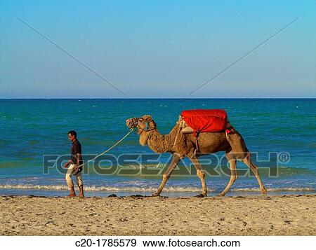 Man pulling his camel on the beach, Djerba, Tunisia View Large Photo Image Stock Photo - Man pulling his camel on the beach, Djerba, Tunisia. Fotosearch
