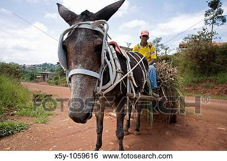 Man riding on a horse drawn cart with a load of hay in the state of Minus in rural Brazil View Large Photo Image Stock Photograph - Man riding on a horse drawn cart with a load of hay in the state of Minus in rural Brazil. Fotosearch