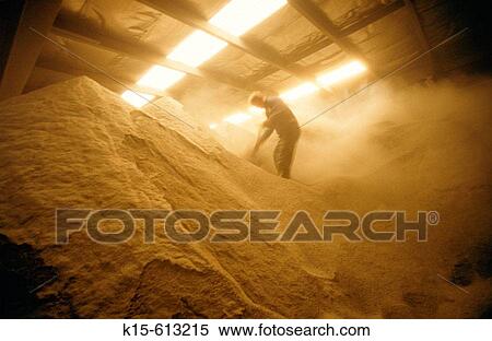 Man shovelling grain View Large Photo Image Stock Photography - Man shovelling grain. Fotosearch