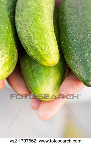 Man showing a bunch of organic grown cucumbers View Large Photo Image Stock Image - Man showing a bunch of organic grown cucumbers. Fotosearch