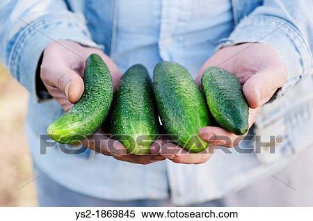 Man showing a bunch of organic grown cucumbers View Large Photo Image Stock Photography - Man showing a bunch of organic grown cucumbers. Fotosearch