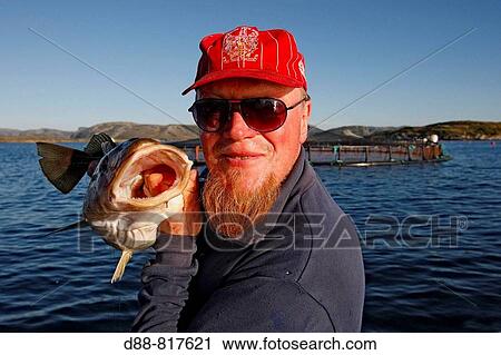 Stock Image - Man showing Atlantic Cod (Gadus morhua). Flatanger area, Norway. Fotosearch