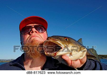 Stock Image - Man showing Atlantic Cod (Gadus morhua). Flatanger area, Norway. Fotosearch