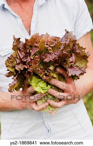Man showing freshly harvested organic lettuce View Large Photo Image Stock Image - Man showing freshly harvested organic lettuce. Fotosearch