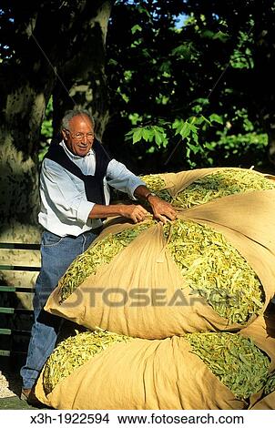 Picture - man showing his production at the Tilia fair of Buis-les-Baonnies, Drome department, region of Rhone-Alpes, France, Europe. Fotosearch