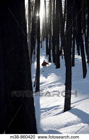Man skiing through trees Sun Valley, Idaho View Large Photo Image Stock Image - Man skiing through trees Sun Valley, Idaho. Fotosearch