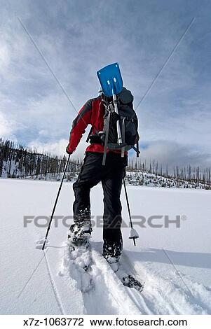 Man snowshoeing on Mallard Lake in the Yellowstone backcountry at Yellowstone National Park in northern Wyoming USA View Large Photo Image Stock Image - Man snowshoeing on Mallard Lake in the Yellowstone backcountry at Yellowstone National Park in northern Wyoming USA. Fotosearch