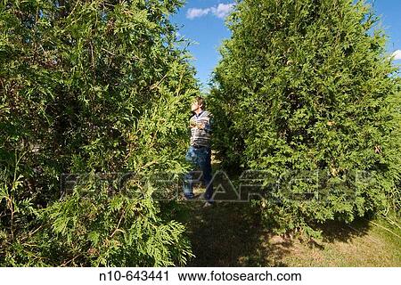 Man standing between two trees. View Large Photo Image Stock Image - Man standing between two trees.. Fotosearch