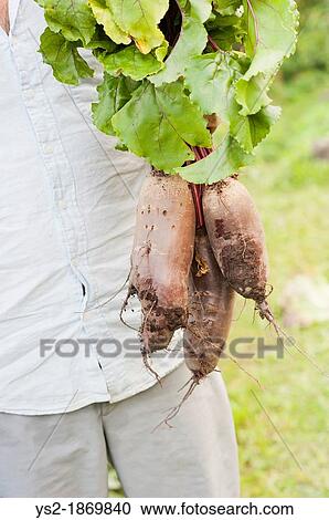 Man standing in garden holding a bunch of organic homegrown beetroots View Large Photo Image Stock Image - Man standing in garden holding a bunch of organic homegrown beetroots. Fotosearch