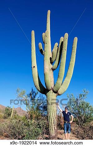 Man Standing next to a Giant Cactus in Saguaro N P, Arizona, USA View Large Photo Image Picture - Man Standing next to a Giant Cactus in Saguaro N P, Arizona, USA. Fotosearch