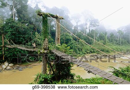 Man standing on a suspension bridge that's crossing a river. Danum Valley. Borneo. Malaysia View Large Photo Image Stock Photo - Man standing on a suspension bridge that's crossing a river. Danum Valley. Borneo. Malaysia. Fotosearch