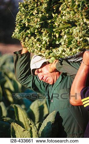 Man View Large Photo Image Stock Image - Man. Fotosearch