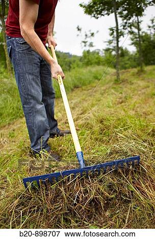 Man using rake, hand tool, farming, Guipuzcoa, Basque Country, Spain View Large Photo Image Stock Photo - Man using rake, hand tool, farming, Guipuzcoa, Basque Country, Spain. Fotosearch